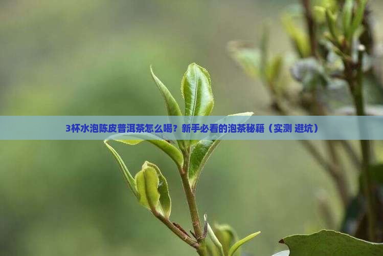陈皮普洱茶用多少水