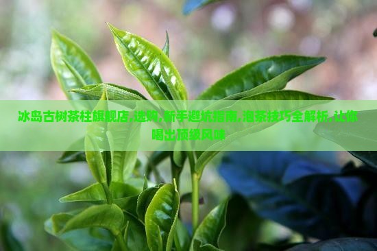 冰岛古树茶柱官方旗舰店