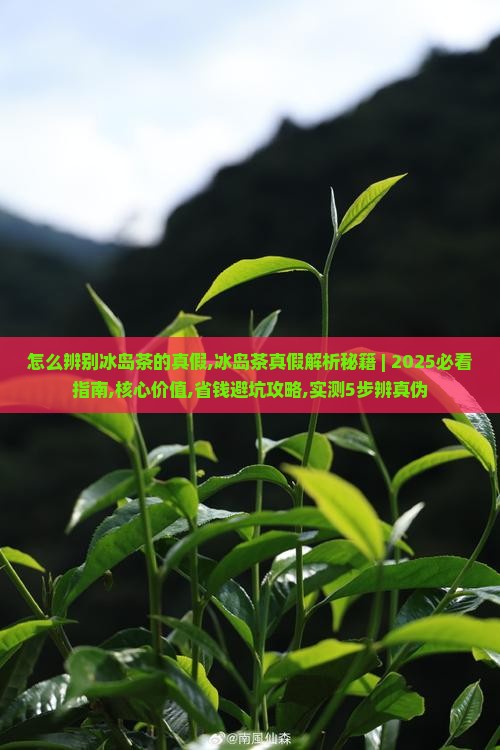 怎么辨别冰岛茶的真假