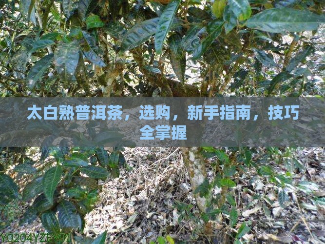 太白熟普洱茶品牌