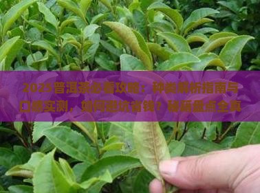 普洱茶的种类及口感