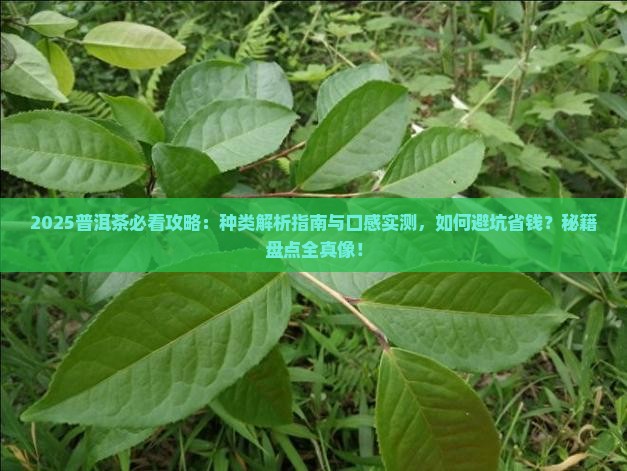 普洱茶的种类及口感