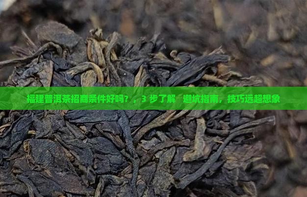 福建普洱茶招商条件好吗