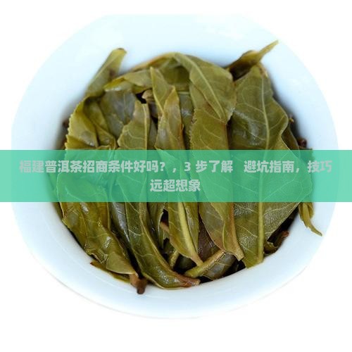 福建普洱茶招商条件好吗