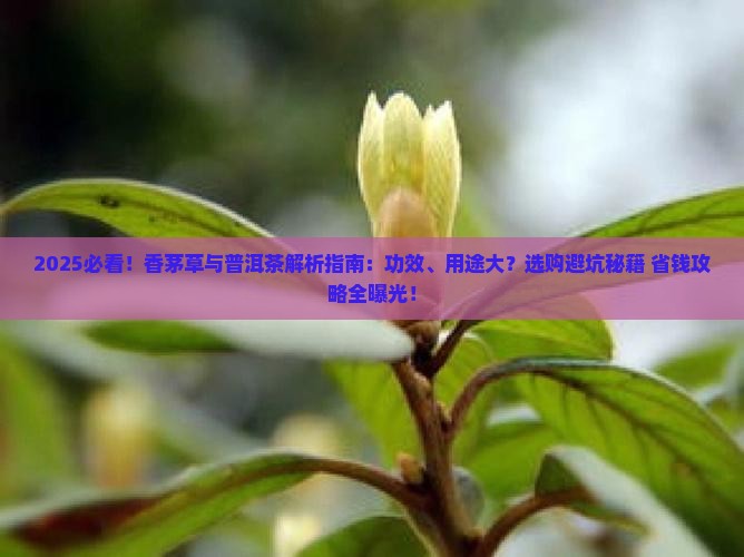 香茅草和普洱茶的区别在哪