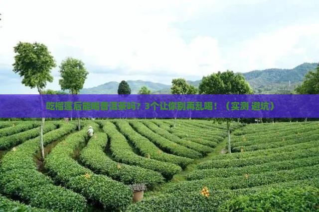 吃榴莲后可喝普洱茶吗