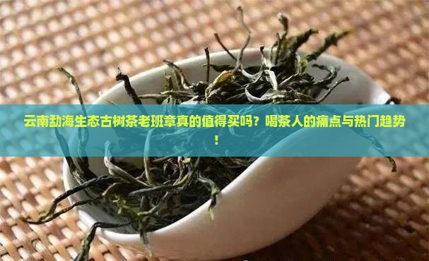 云南勐海生态古树茶老班章