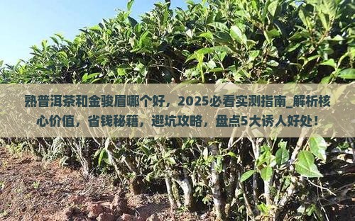 熟普洱茶和金骏眉哪个好