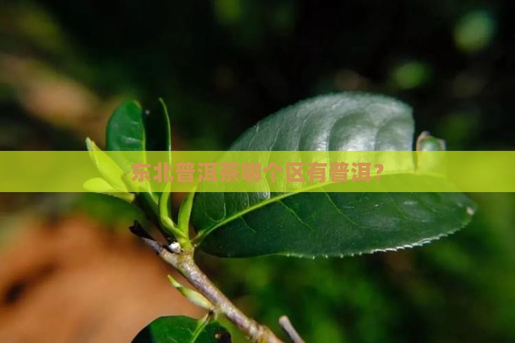 普洱茶在东北哪个区有分布