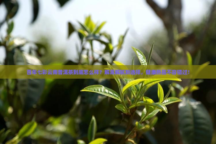 百年七彩云南普洱茶怎么样