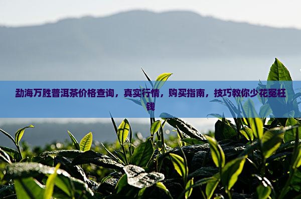 勐海万胜普洱茶价格查询