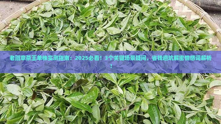 老班章茶王单株