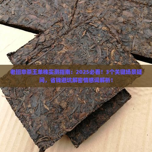 老班章茶王单株