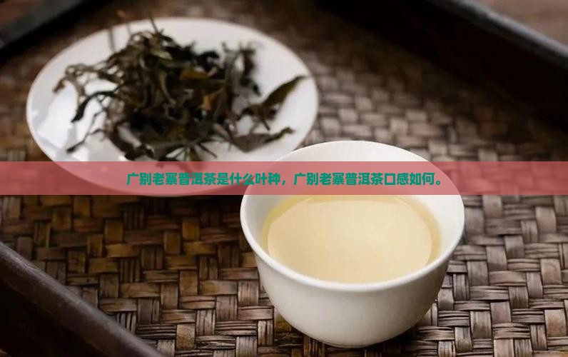 广别老寨普洱茶是什么叶种