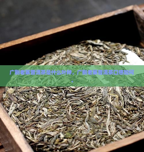 广别老寨普洱茶是什么叶种