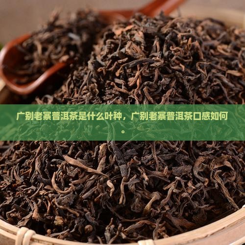 广别老寨普洱茶是什么叶种