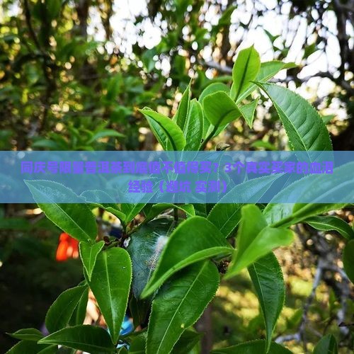 同庆号限量普洱茶