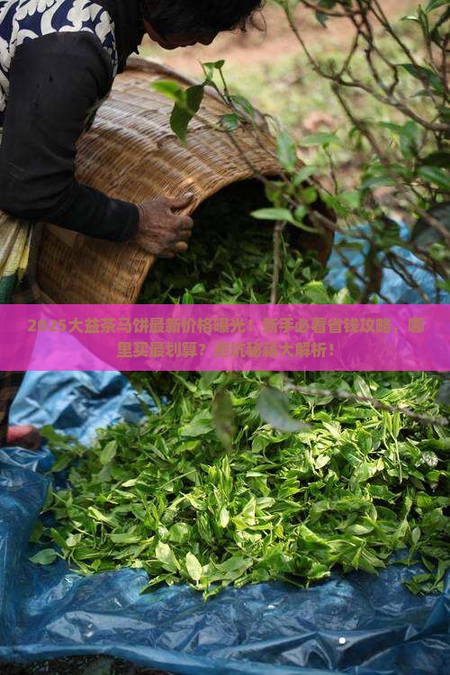 大益茶马饼最新价格查询