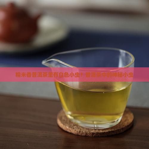 糯米香普洱茶里有白色小虫