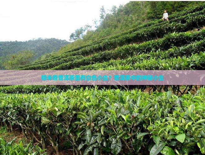 糯米香普洱茶里有白色小虫