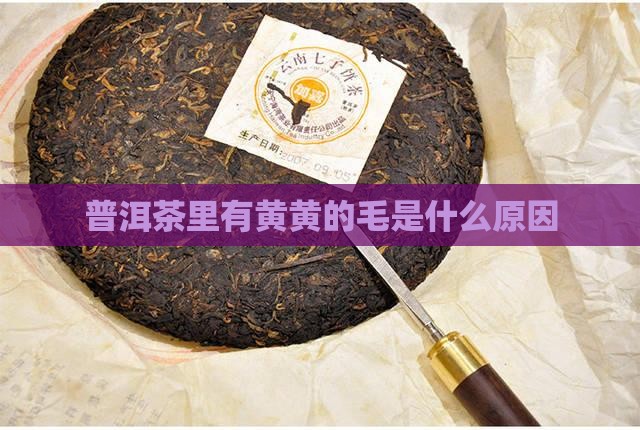 普洱茶里有黄黄的毛是什么