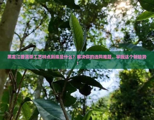 黑龙江普洱茶工艺特点是什么