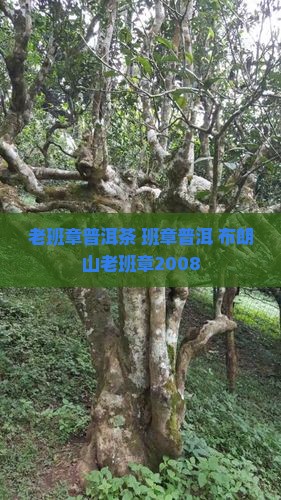 布朗山老班章2008