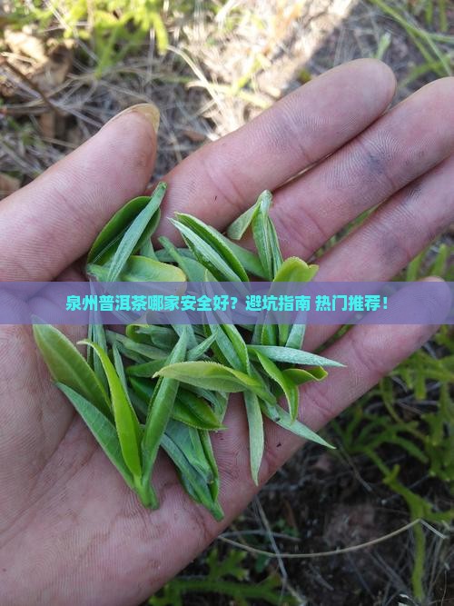 泉州普洱茶哪家安全好