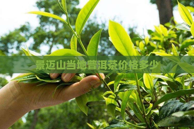 景迈山当地普洱茶价格多少