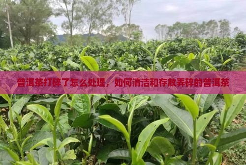 普洱茶打碎了怎么处理