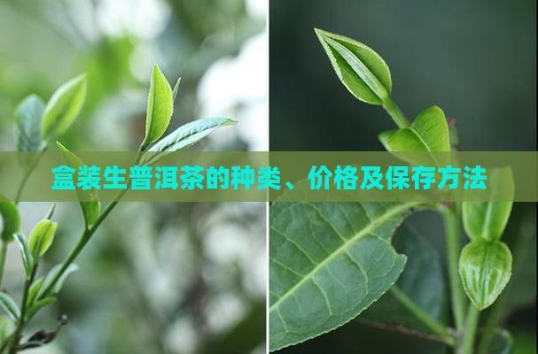 盒装生普洱茶的种类