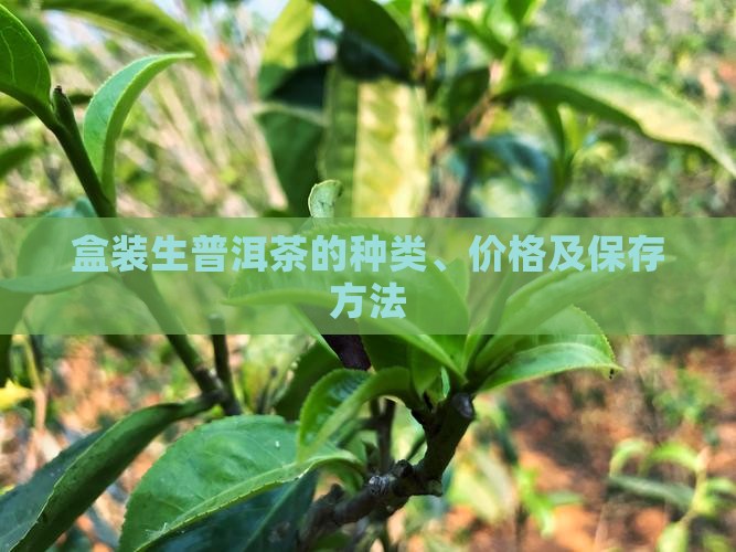 盒装生普洱茶的种类