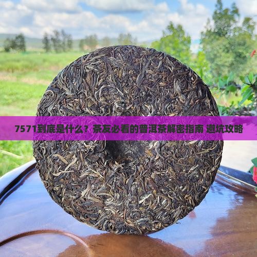 中茶普洱茶7571什么意思呀