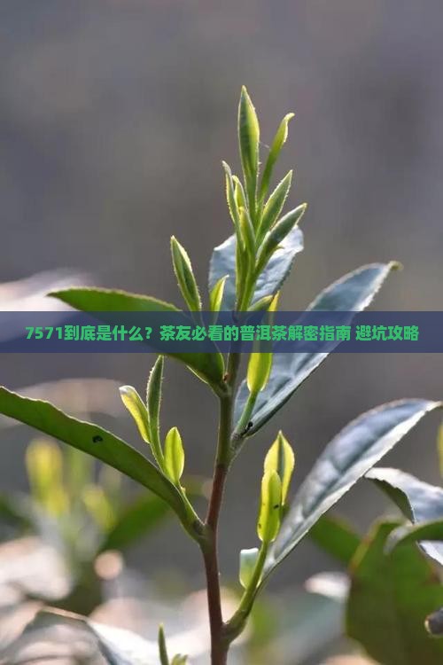 中茶普洱茶7571什么意思呀