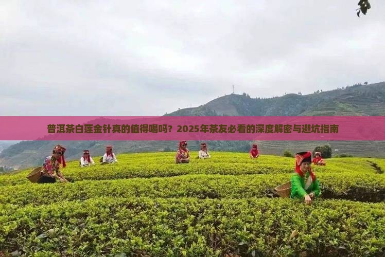 普洱茶白莲金针
