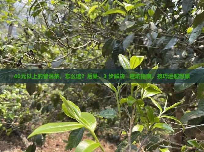 40元以上的普洱茶