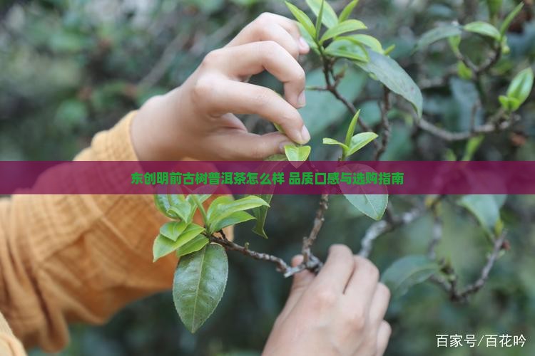 东创明前古树普洱茶怎么样