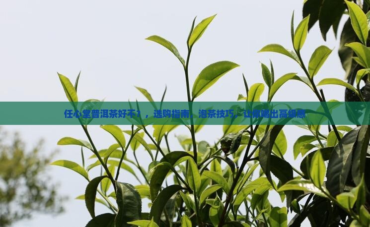 任心堂普洱茶好不 任心堂普洱茶好不