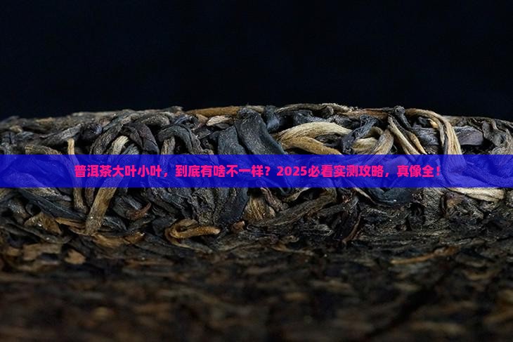 普洱茶分大叶和小叶吗