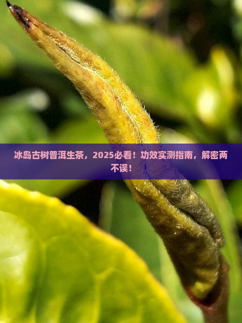 冰岛古树普洱茶生茶功效