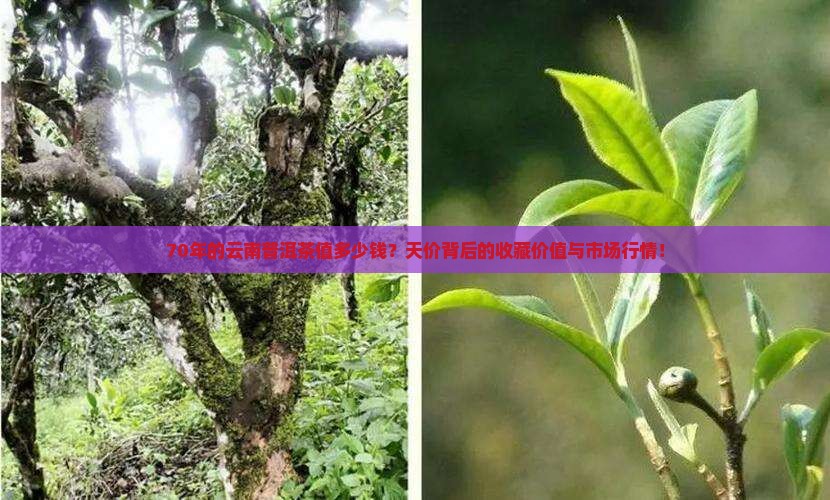 70年的云南普洱茶值多少钱
