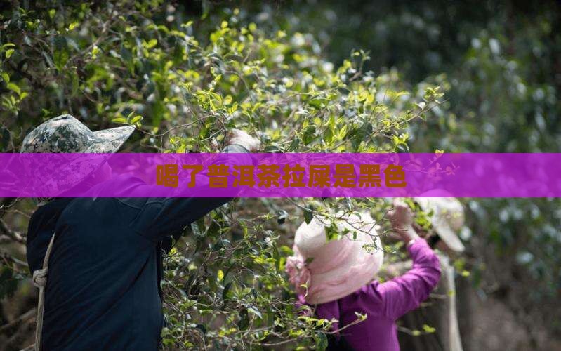喝了普洱茶拉屎是黑色 喝了普洱茶拉屎是黑色