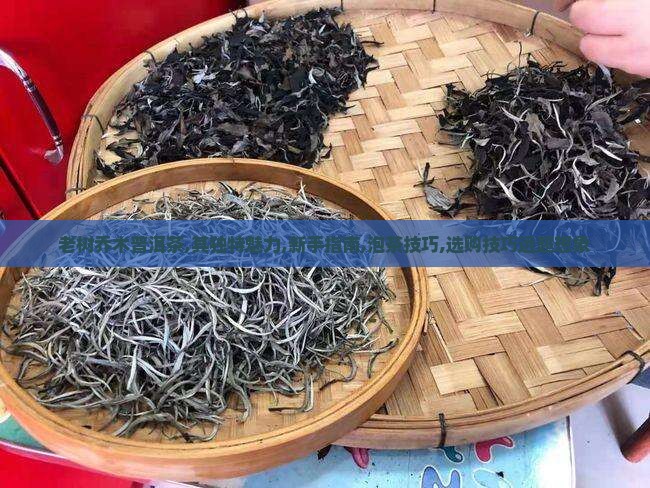 老树乔木普洱茶