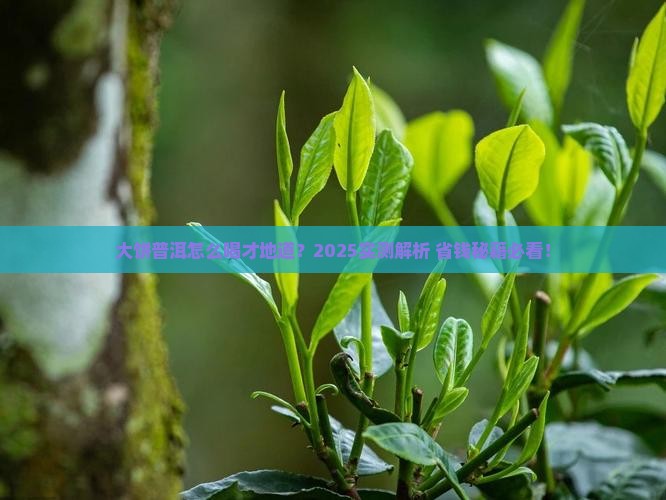 大饼状的普洱茶如何喝