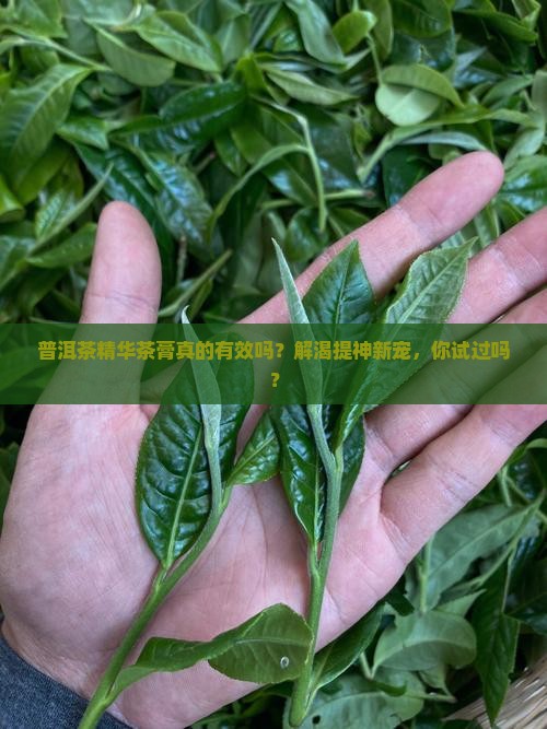 普洱茶精华茶膏