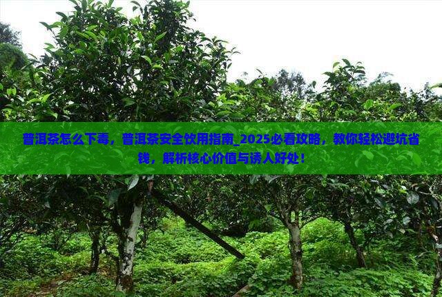 普洱茶怎么下毒 普洱茶怎么下毒