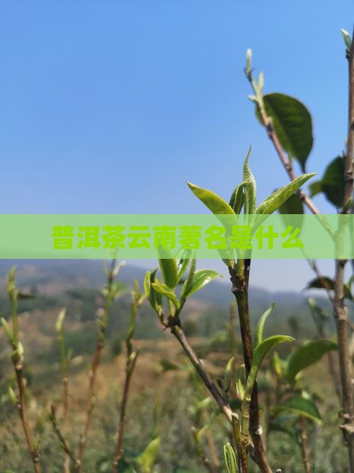 普洱茶云南著名品牌是什么