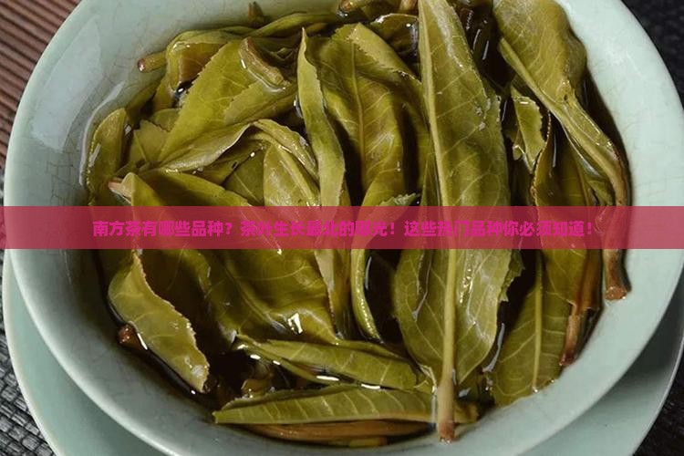 南方茶有哪些品种茶叶生长最北