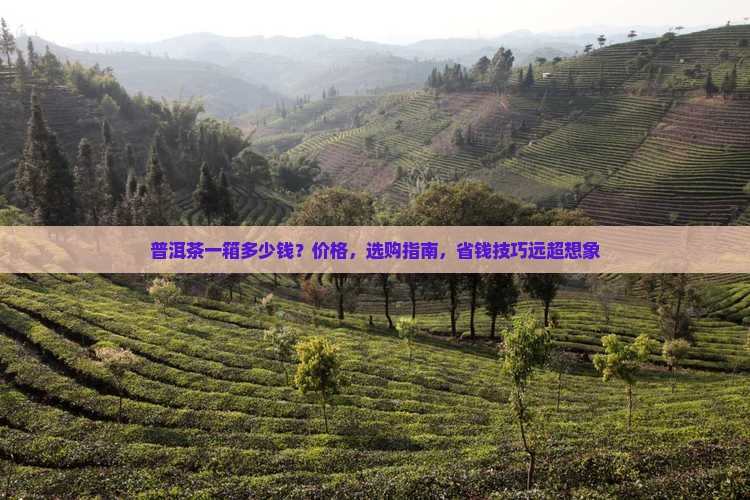 普洱茶一箱多少钱