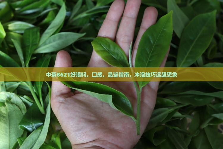 中茶8621好喝吗